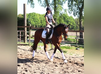 Cavallo sportivo irlandese Mix, Castrone, 4 Anni, 160 cm, Baio
