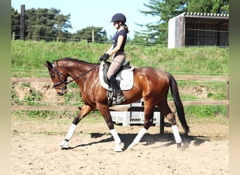 Cavallo sportivo irlandese Mix, Castrone, 4 Anni, 160 cm, Baio