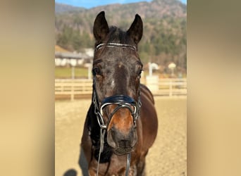 Cavallo sportivo irlandese, Castrone, 4 Anni, 160 cm, Baio scuro