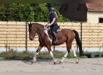 Cavallo sportivo irlandese, Castrone, 4 Anni, 160 cm, Pezzato