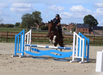 Cavallo sportivo irlandese, Castrone, 4 Anni, 160 cm, Pezzato