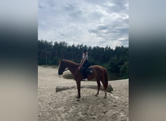 Cavallo sportivo irlandese, Castrone, 4 Anni, 160 cm, Sauro