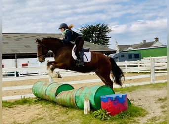 Cavallo sportivo irlandese, Castrone, 4 Anni, 162 cm, Baio