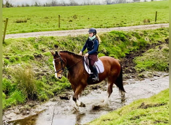 Cavallo sportivo irlandese, Castrone, 4 Anni, 162 cm, Baio