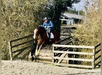 Cavallo sportivo irlandese, Castrone, 4 Anni, 162 cm, Baio