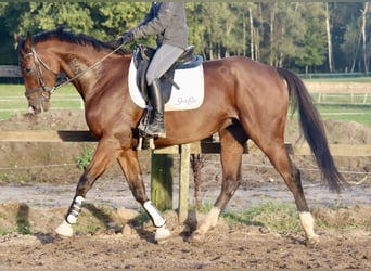 Cavallo sportivo irlandese Mix, Castrone, 4 Anni, 162 cm, Baio