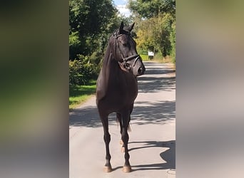 Cavallo sportivo irlandese, Castrone, 4 Anni, 162 cm, Morello
