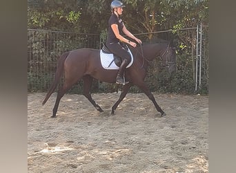 Cavallo sportivo irlandese, Castrone, 4 Anni, 162 cm, Morello