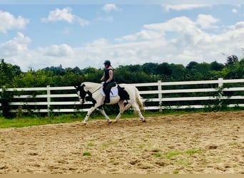 Cavallo sportivo irlandese, Castrone, 4 Anni, 162 cm, Pezzato