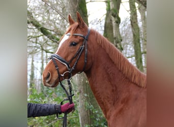 Cavallo sportivo irlandese, Castrone, 4 Anni, 162 cm, Sauro