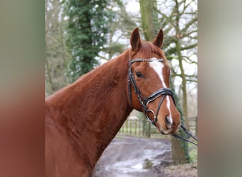 Cavallo sportivo irlandese, Castrone, 4 Anni, 162 cm, Sauro
