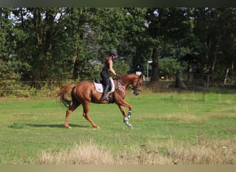 Cavallo sportivo irlandese Mix, Castrone, 4 Anni, 162 cm, Sauro