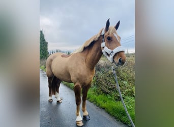 Cavallo sportivo irlandese, Castrone, 4 Anni, 163 cm, Sauro scuro