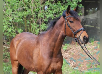 Cavallo sportivo irlandese Mix, Castrone, 4 Anni, 164 cm, Baio
