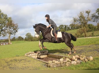 Cavallo sportivo irlandese, Castrone, 4 Anni, 164 cm, Morello