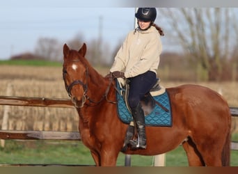 Cavallo sportivo irlandese, Castrone, 4 Anni, 164 cm, Sauro scuro