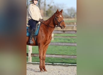 Cavallo sportivo irlandese, Castrone, 4 Anni, 164 cm, Sauro scuro