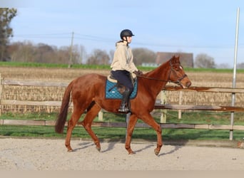 Cavallo sportivo irlandese, Castrone, 4 Anni, 164 cm, Sauro scuro