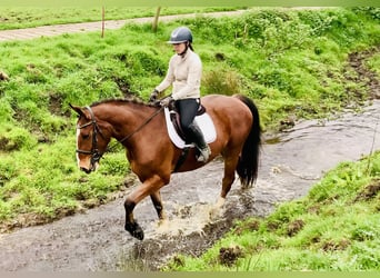 Cavallo sportivo irlandese, Castrone, 4 Anni, 165 cm, Baio