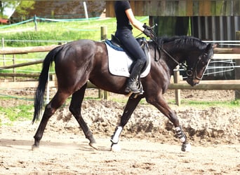 Cavallo sportivo irlandese, Castrone, 4 Anni, 165 cm, Baio nero