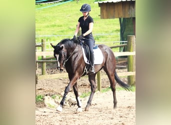 Cavallo sportivo irlandese, Castrone, 4 Anni, 165 cm, Baio nero