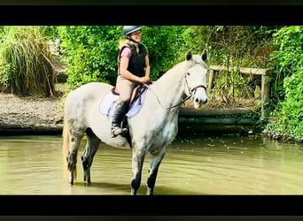 Cavallo sportivo irlandese, Castrone, 4 Anni, 165 cm, Grigio