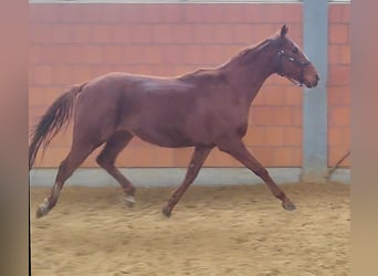 Cavallo sportivo irlandese, Castrone, 4 Anni, 165 cm, Sauro