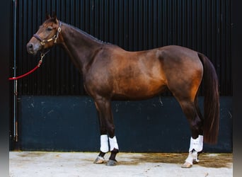 Cavallo sportivo irlandese, Castrone, 4 Anni, 168 cm, Baio