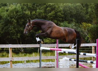 Cavallo sportivo irlandese, Castrone, 4 Anni, 168 cm, Baio