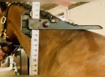 Cavallo sportivo irlandese, Castrone, 4 Anni, 168 cm, Baio