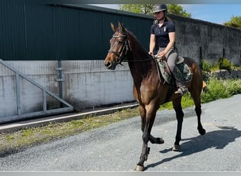 Cavallo sportivo irlandese, Castrone, 4 Anni, 168 cm, Baio ciliegia