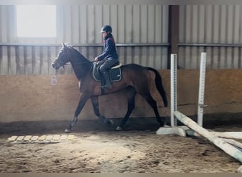 Cavallo sportivo irlandese, Castrone, 4 Anni, 168 cm, Baio ciliegia