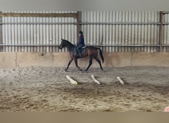 Cavallo sportivo irlandese, Castrone, 4 Anni, 168 cm, Baio ciliegia