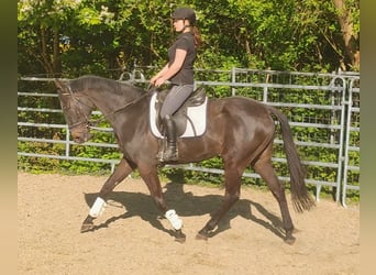 Cavallo sportivo irlandese, Castrone, 4 Anni, 168 cm, Baio nero