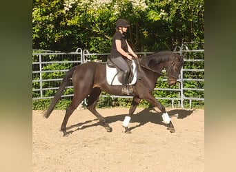 Cavallo sportivo irlandese, Castrone, 4 Anni, 168 cm, Baio nero