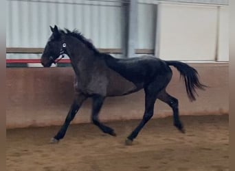 Cavallo sportivo irlandese, Castrone, 4 Anni, 168 cm, Morello