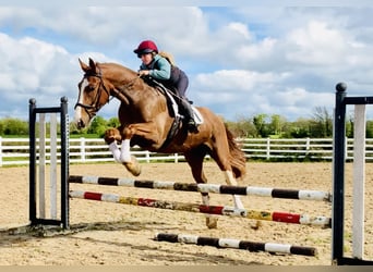 Cavallo sportivo irlandese, Castrone, 4 Anni, 168 cm, Sauro