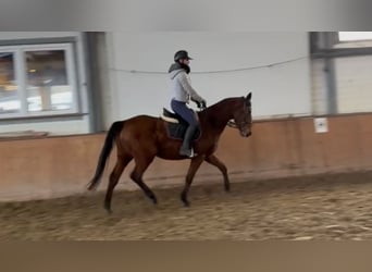 Cavallo sportivo irlandese, Castrone, 4 Anni, 170 cm, Baio