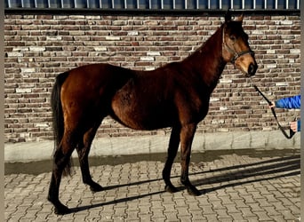 Cavallo sportivo irlandese, Castrone, 4 Anni, 170 cm, Baio