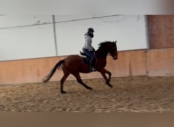 Cavallo sportivo irlandese, Castrone, 4 Anni, 170 cm, Baio