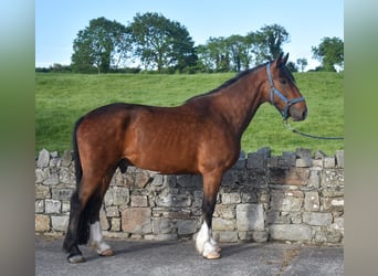Cavallo sportivo irlandese, Castrone, 4 Anni, 170 cm, Baio ciliegia