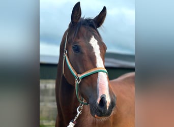 Cavallo sportivo irlandese, Castrone, 4 Anni, 170 cm, Baio scuro