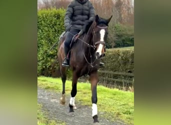 Cavallo sportivo irlandese, Castrone, 4 Anni, 170 cm, Baio scuro