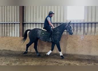 Cavallo sportivo irlandese, Castrone, 4 Anni, 170 cm, Grigio