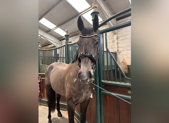 Cavallo sportivo irlandese, Castrone, 4 Anni, 170 cm, Grigio