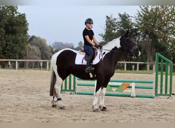 Cavallo sportivo irlandese, Castrone, 4 Anni, 170 cm, Pezzato
