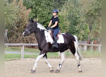 Cavallo sportivo irlandese, Castrone, 4 Anni, 170 cm, Pezzato