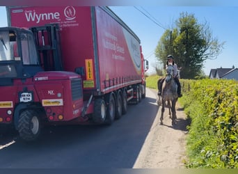 Cavallo sportivo irlandese, Castrone, 4 Anni, Grigio pezzato