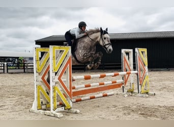 Cavallo sportivo irlandese, Castrone, 4 Anni, Grigio pezzato