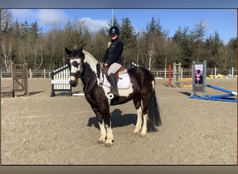 Cavallo sportivo irlandese Mix, Castrone, 5 Anni, 153 cm, Leopard